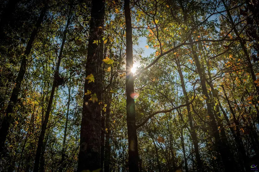 1446 Avera Road, Roberta, GA 31078 - Image #3