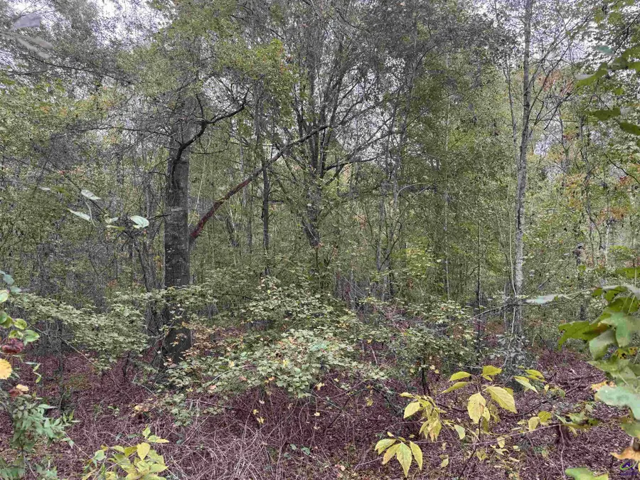 00 Sand Hammock, Hawkinsville, GA 31036 - #3