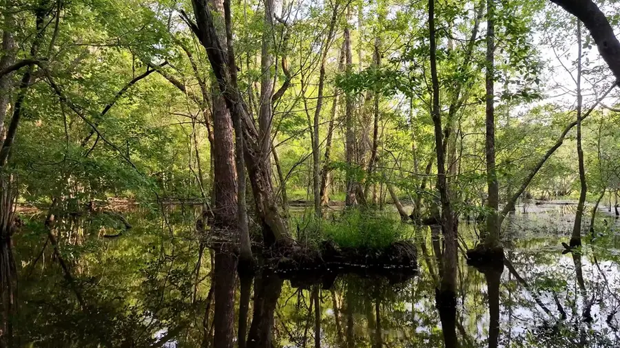 N/A Amboy Rd, Arabi, GA 31712 - #3