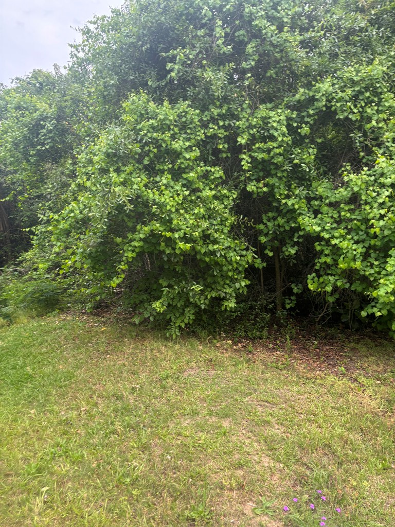 0 Hills Ally, Rochelle, GA 31079 - #2