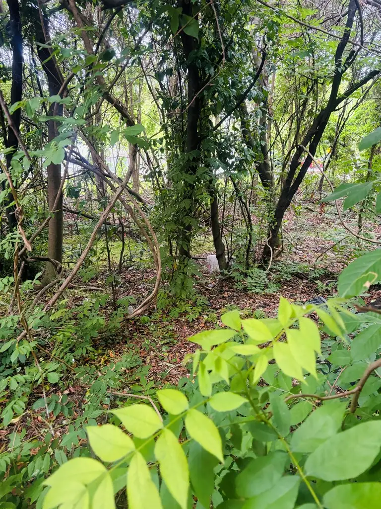 0 Hills Ally, Rochelle, GA 31079 - #3
