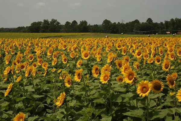 000 Bowen Padgett Road, Jacksonville, GA 31554