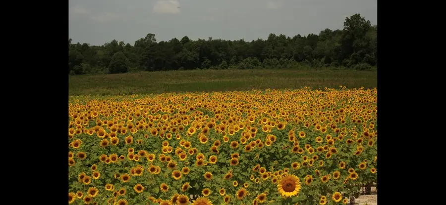 000 Bowen Padgett Road, Jacksonville, GA 31554 - Image #2