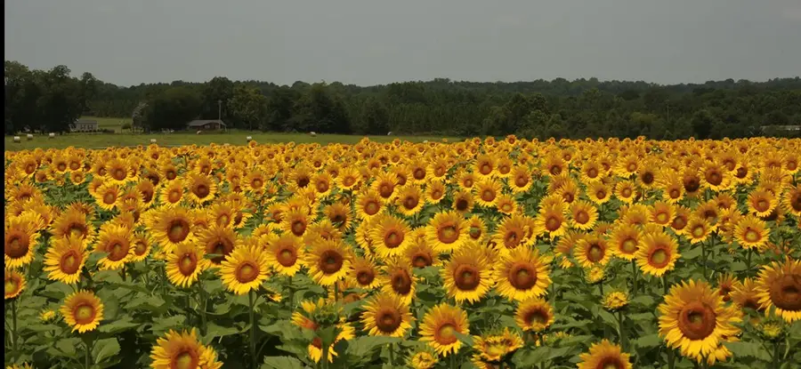 000 Bowen Padgett Road, Jacksonville, GA 31554 - Image #3