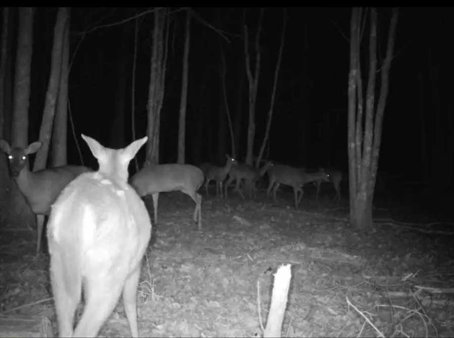 00 Beaufort Rd. & Warnock Rd., Alma, GA 31510 - #2