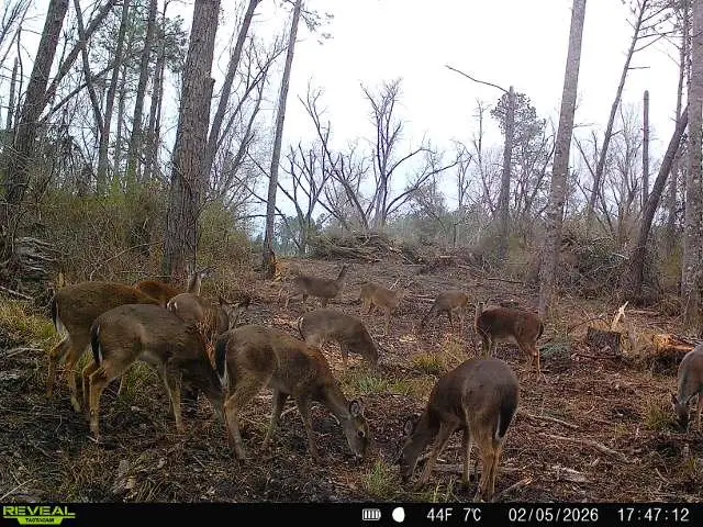 00 Beaufort Rd. & Warnock Rd., Alma, GA 31510 - #3