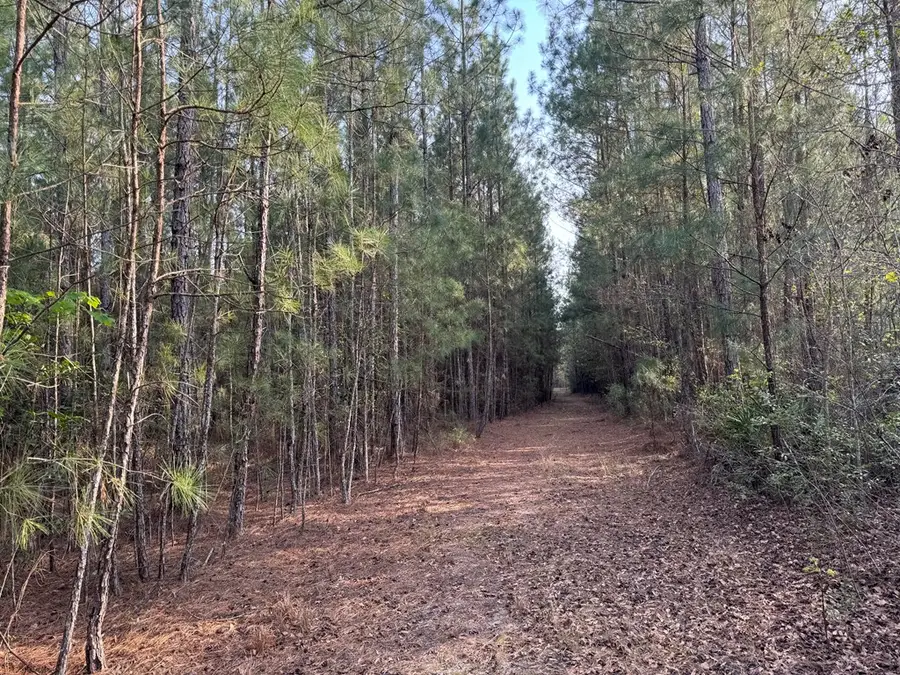36+/- ac Henry Walcott Road, Ludowici, GA 31316 - Image #3