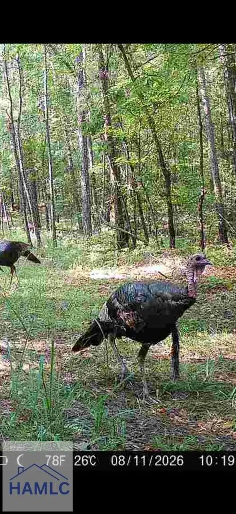 Tract 2 Dennis Creek Road, Talbotton, GA 31827 - #3