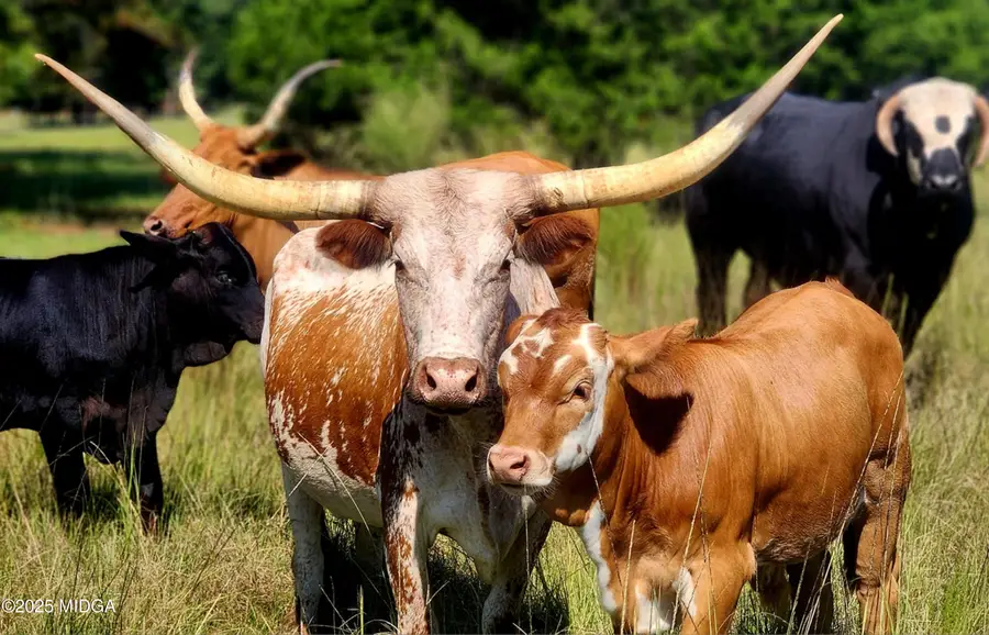 947 Bellhouse Road, Macon, GA 31217 - #3