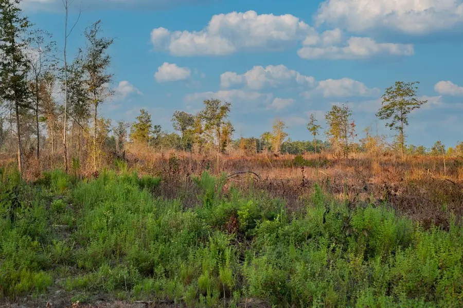 00 Buddy Adams, Donalsonville, GA 39845 - #3