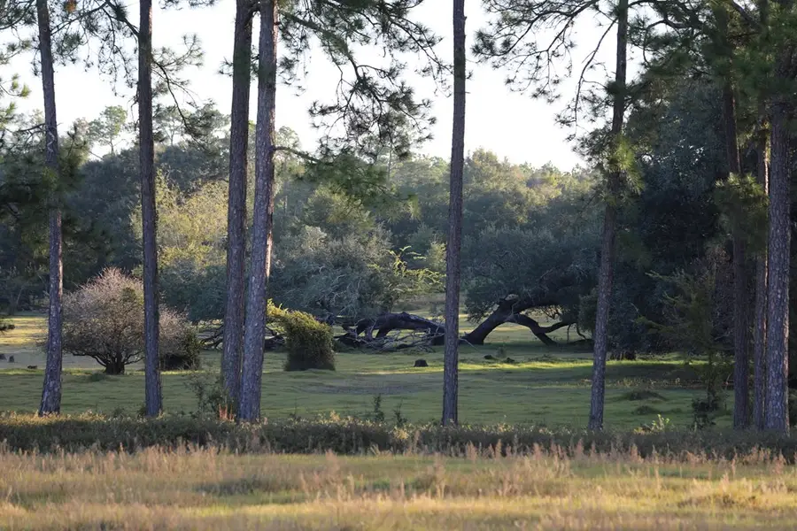 6514 Newton Highway, Colquitt, GA 39837 - #3