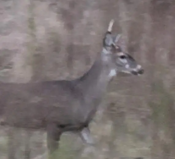 1016 Richter Road, Cairo, GA 39827