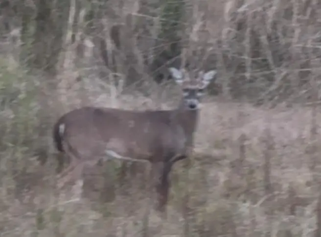 1016 Richter Road, Cairo, GA 39827 - #2