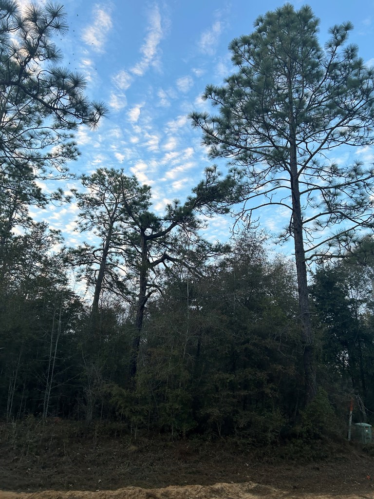 00 Pine Logging Road, Donalsonville, GA 39845 - #2