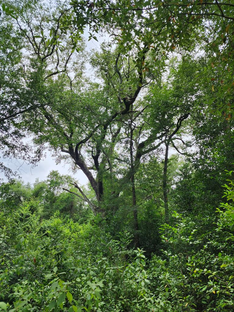 0 Babcock Road, Colquitt, GA 39837 - #1