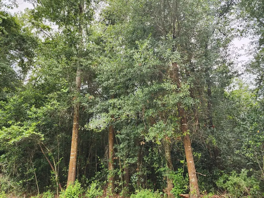 0 Babcock Road, Colquitt, GA 39837 - #2