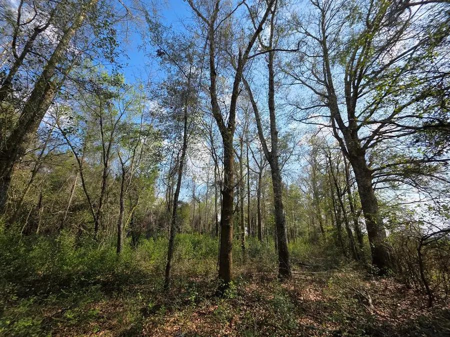 0 Babcock Road, Colquitt, GA 39837 - #3