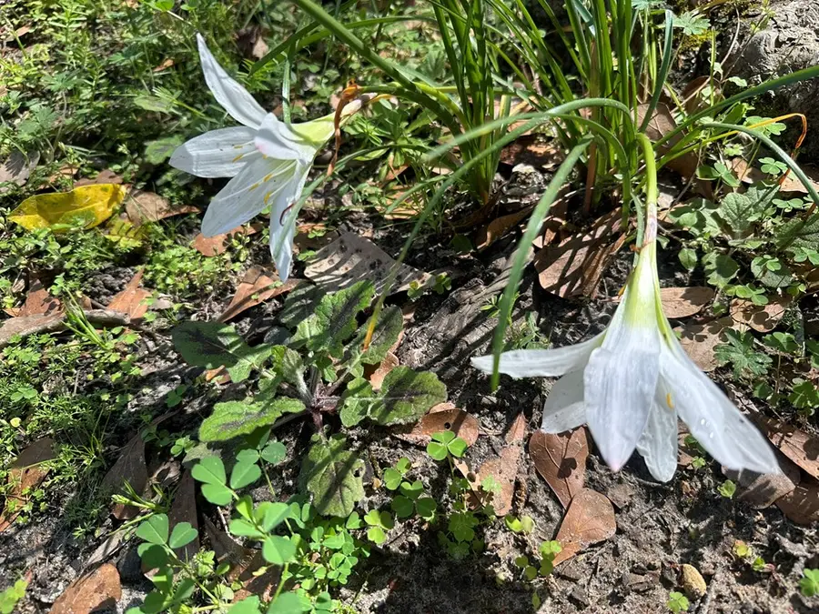 231 Ring Oak Dr., Thomasville, GA 31757 - #2