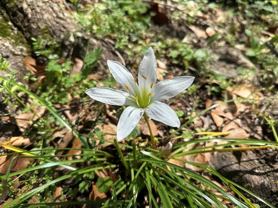 231 Ring Oak Dr., Thomasville, GA 31757 - #3