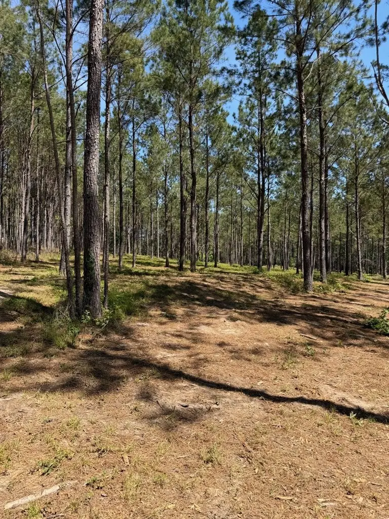 12 Acres Collins Road, Cairo, GA 39828 - #2