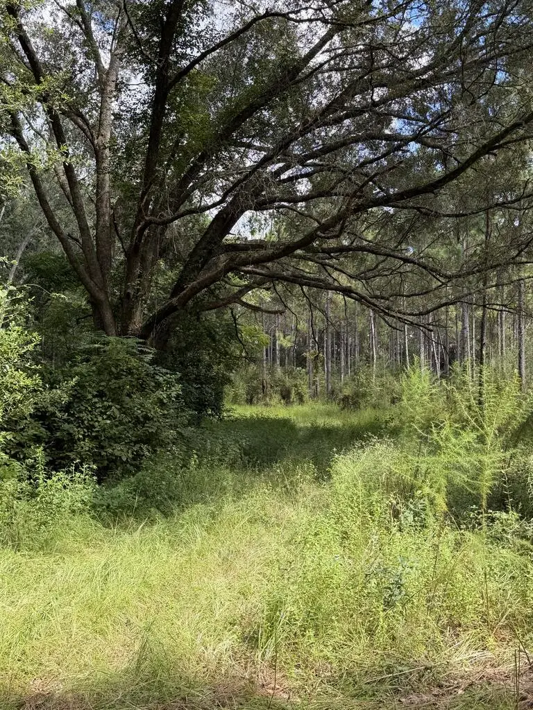 4149 Ga Hwy 311, Camilla, GA 31730 - #3