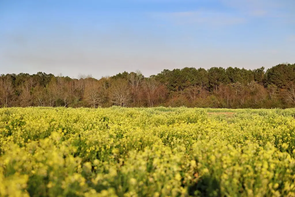 00 Union Hill Rd., Cairo, GA 39828 - #1