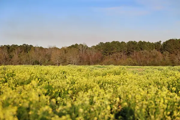 00 Union Hill Rd., Cairo, GA 39828