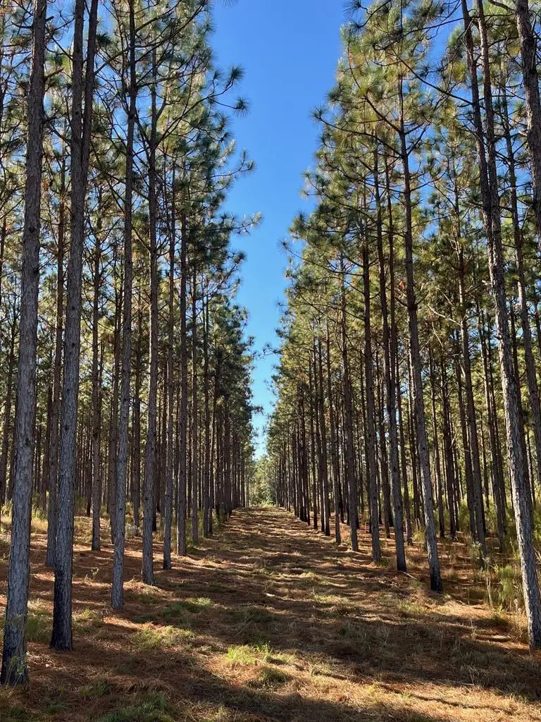 265 Williford, Rebecca, GA 31783 - Image #1