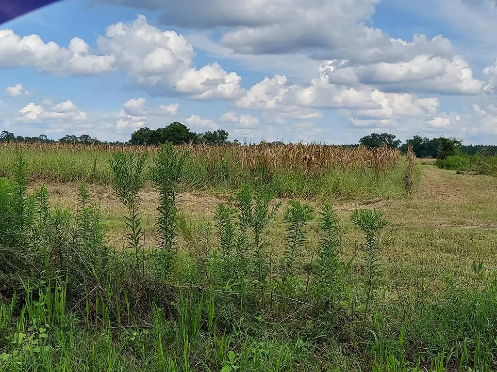 Tract 3 Harold Tyson Road, Tifton, GA 31794 - Image #1