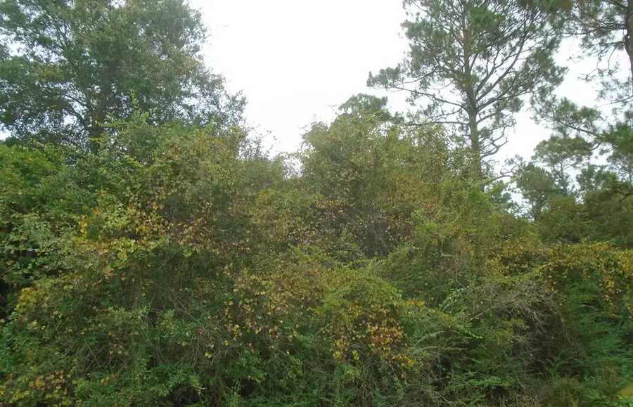 00B Grizzly Bear Rd (lot 2), Norman Park, GA 31771 - #3