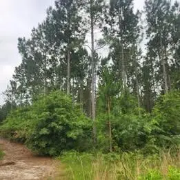 0 Pleasant Grove Church Road, Albany, GA 31707 - #3