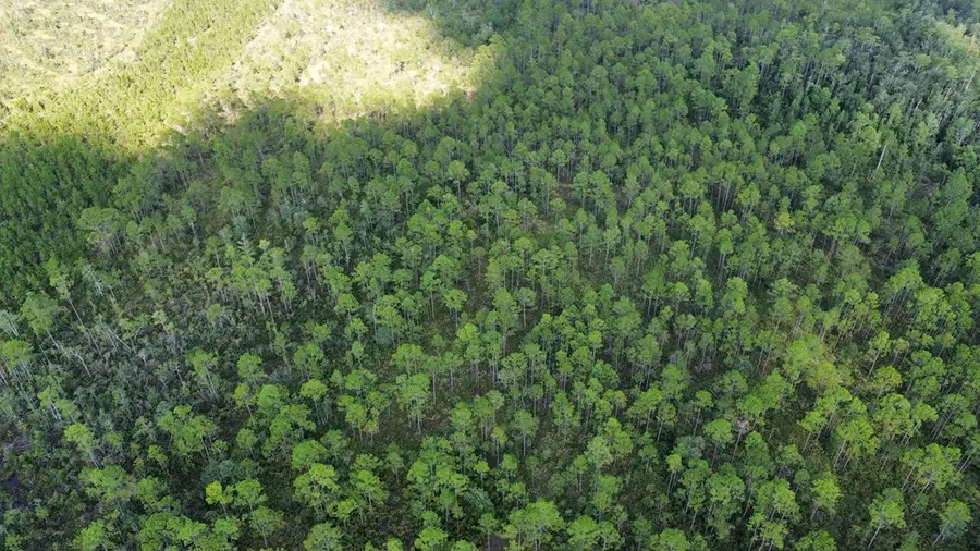 Tract F Bergman Road, Naylor, GA 31641 - #2