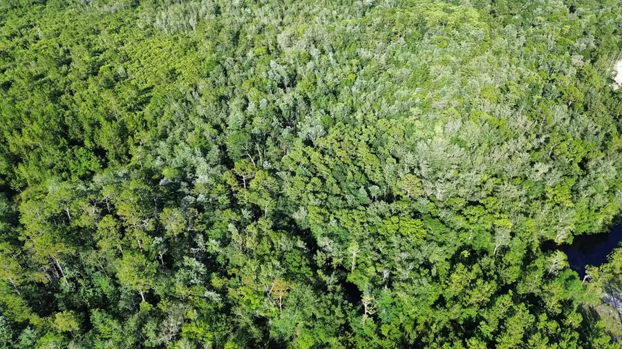 Lot 4 Henderson Drive, Manor, GA 31550 - #2