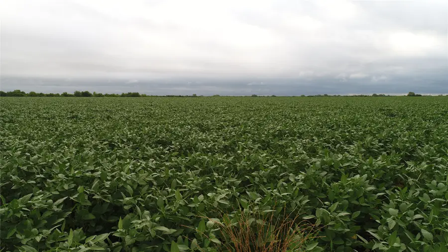 TBA Fm 904 Es, Pecan Gap, TX 75469 - Image #2