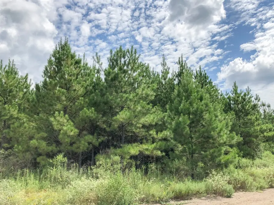 0 Off Fm 1746, Woodville, TX 77624 - Image #3