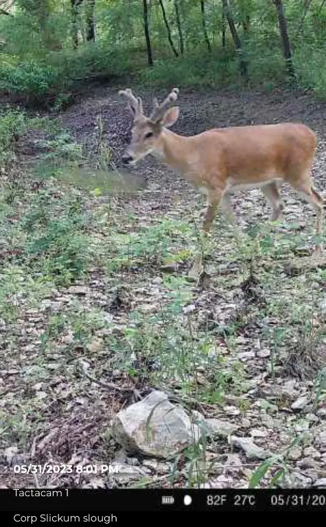 432 Acres Slickum Slough Road, Whitesboro, TX 76273 - Image #3