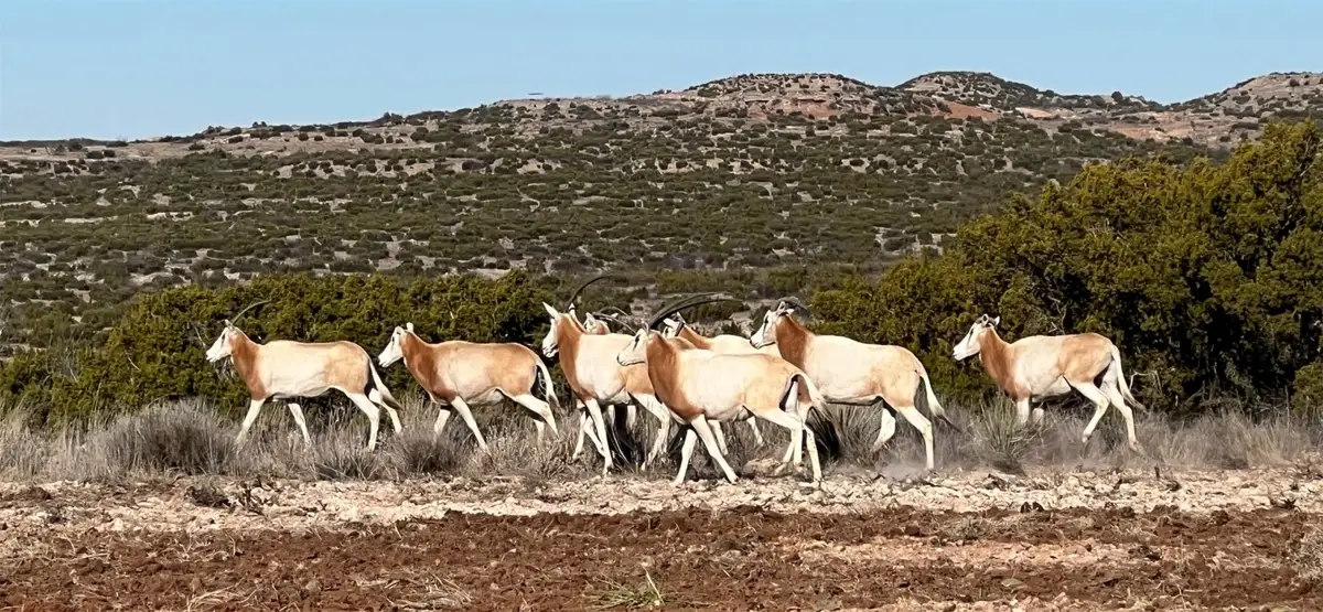 TBD C.r 352., Guthrie, TX 79236 - Image #1