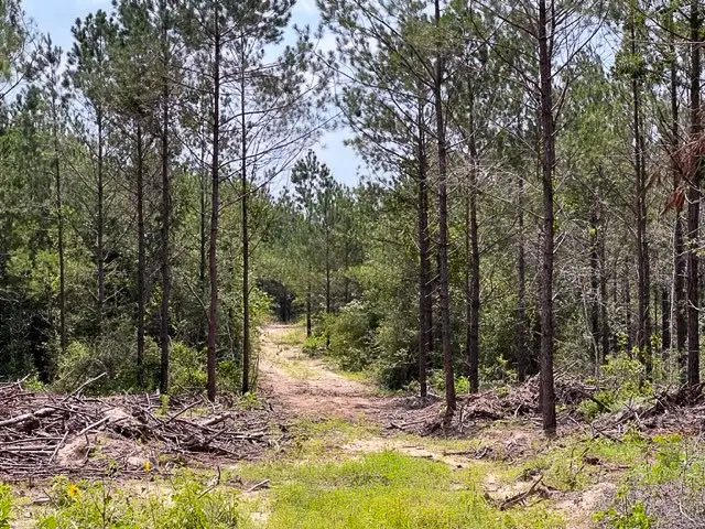 00 Fm 92, Colmesneil, TX 75938 - Image #2