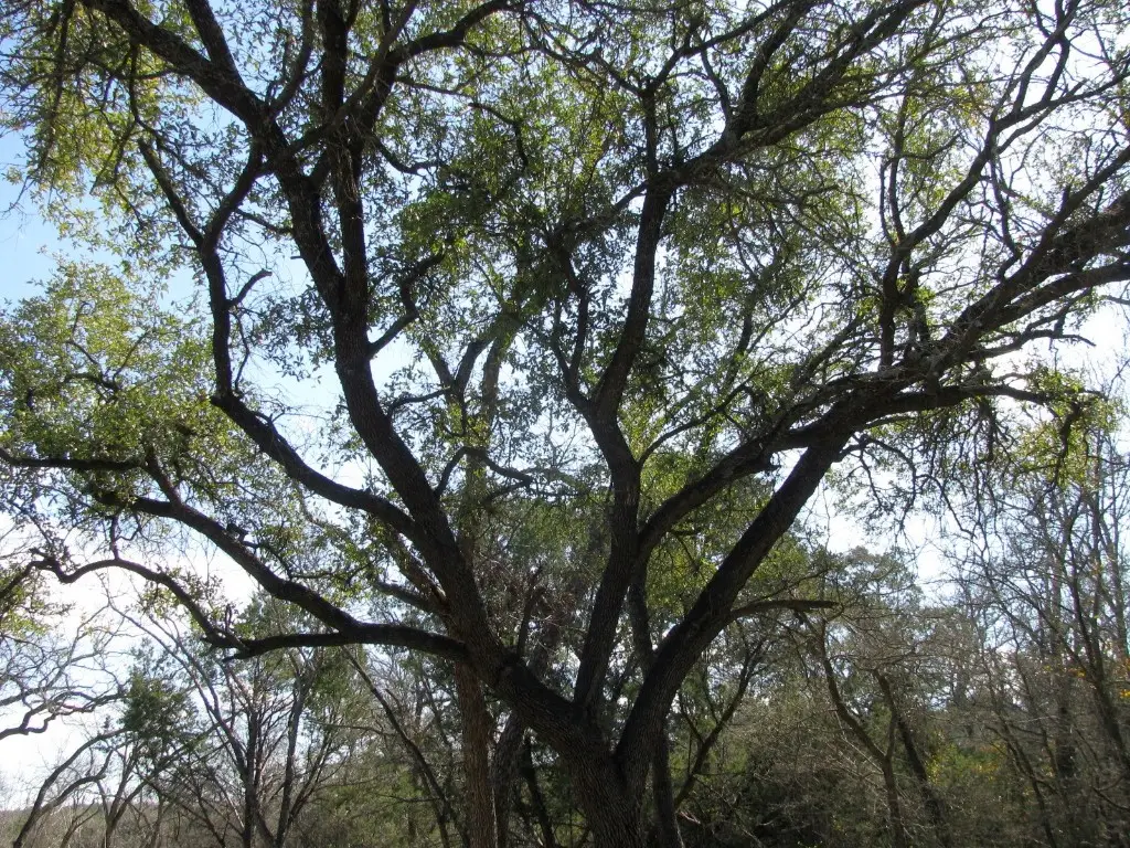 Lot 42 Ph 4 Pr 42129, Evant, TX 76525 - Image #1