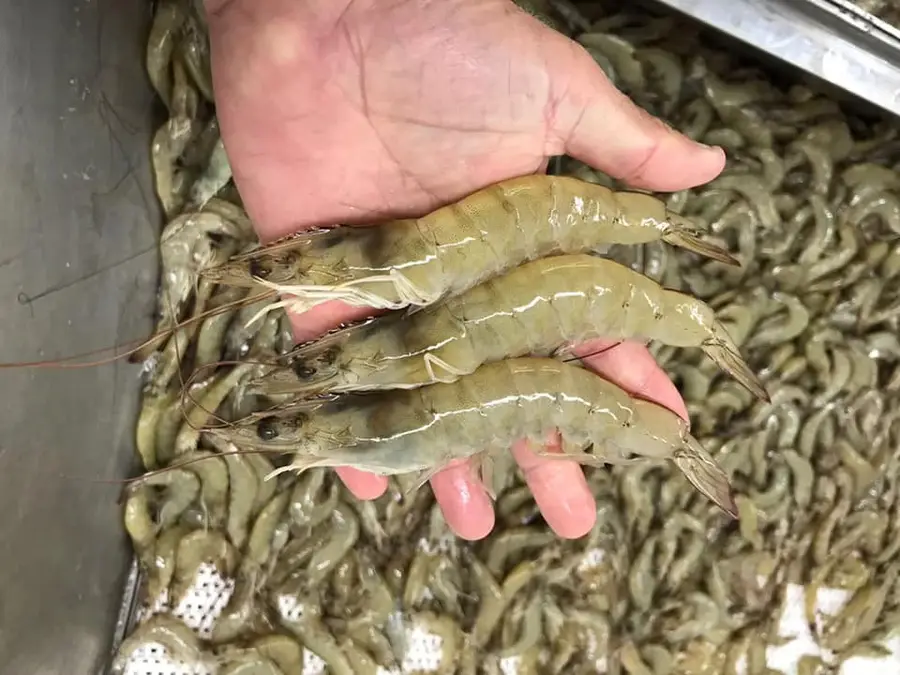 7979 Goyo Garcia Road, Raymondville, TX 78580 - Image #2