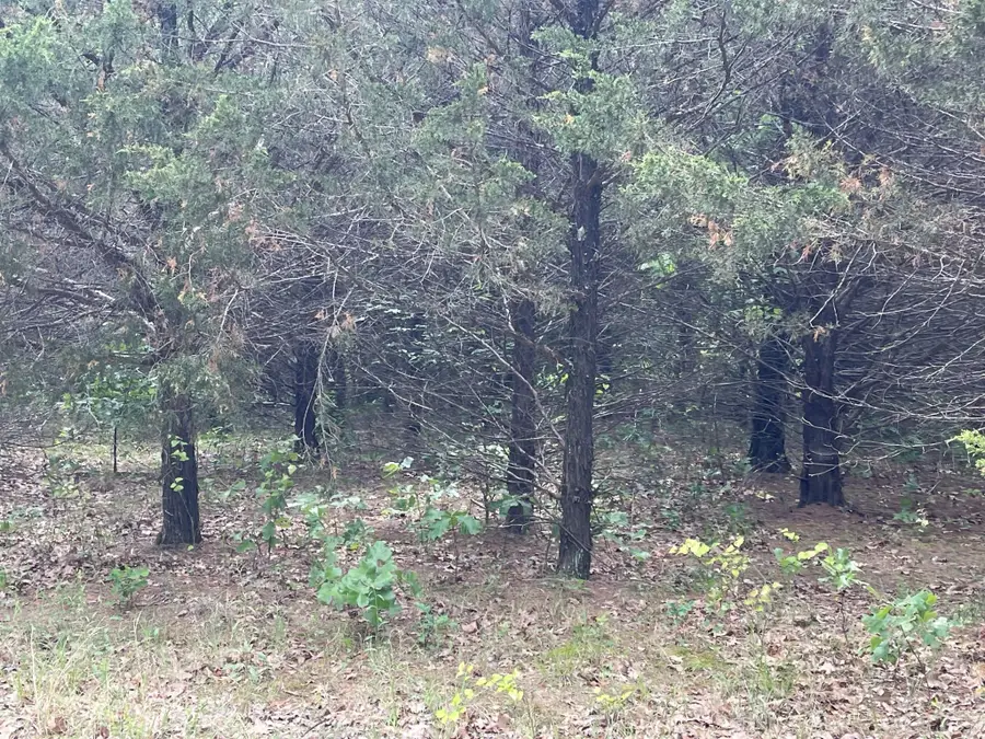 489 Clubhouse Road, Gordonville, TX 76245 - Image #3