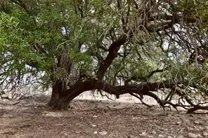 1050 County Road 258, Santa Anna, TX 76878 - Image #2