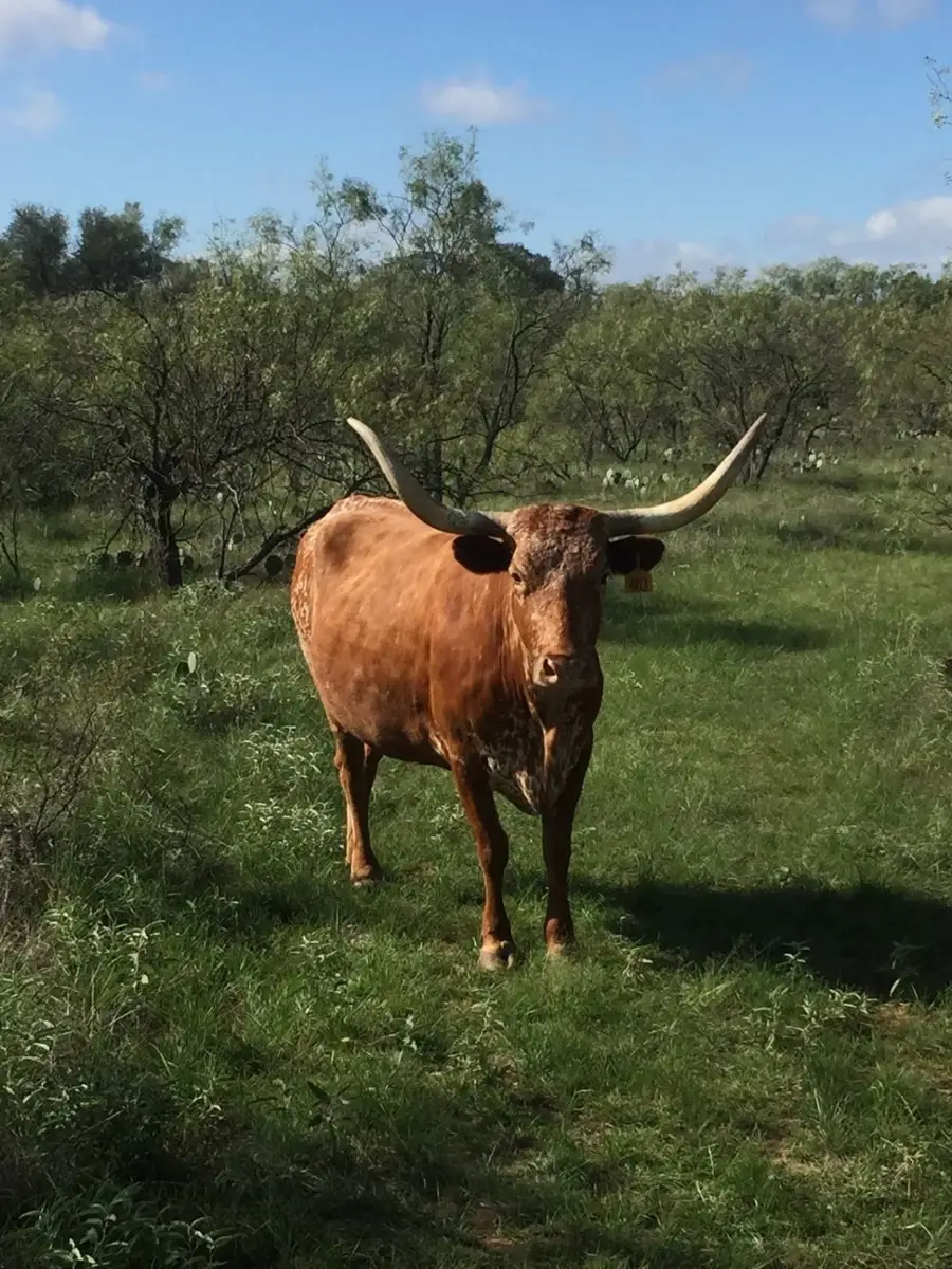 573 County Road 412, Carbon, TX 76435 - Image #3