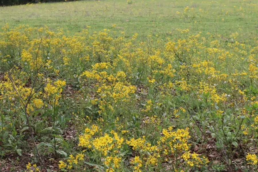 TBD Rs County Road 2365, Alba, TX 75410 - Image #2