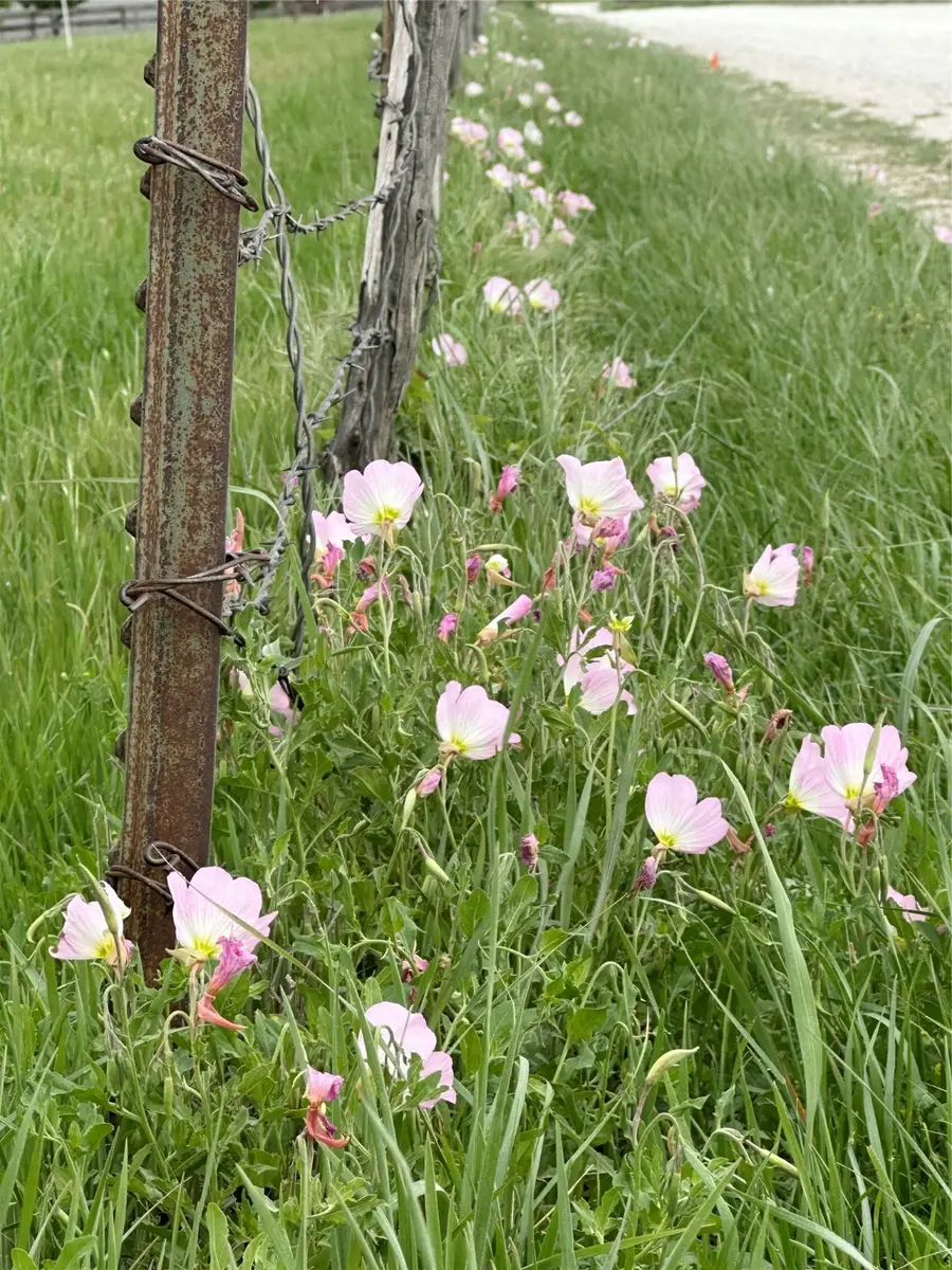 Lot 8 Villa Court, Era, TX 76238 - Image #2