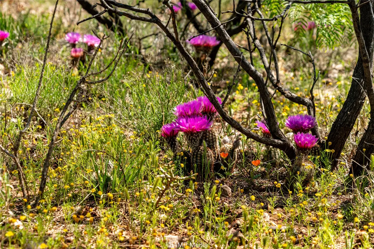 TBD Fm 600, Haskell, TX 79521 - Image #1