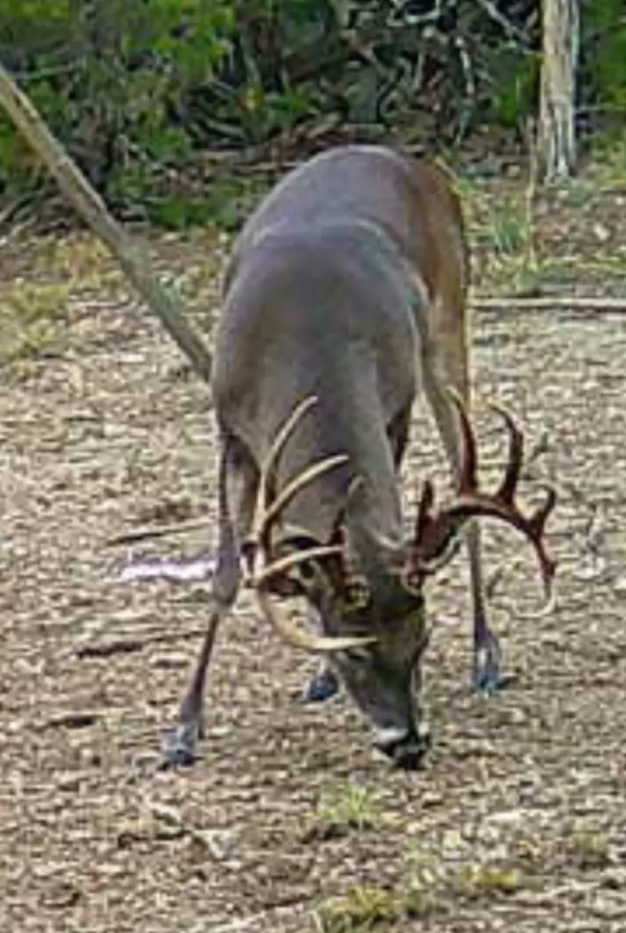 5106 Fm 51, Glen Rose, TX 76043 - Image #2