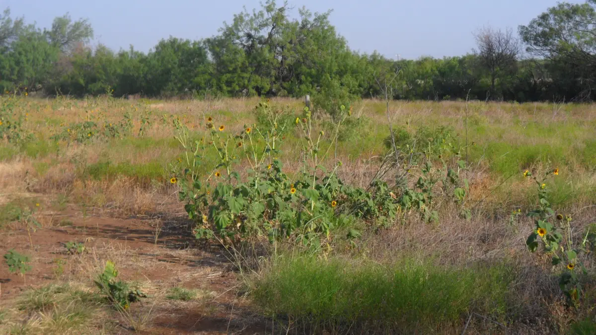 TBD FM1750 Fm 1750, Abilene, TX 79602 - Image #1