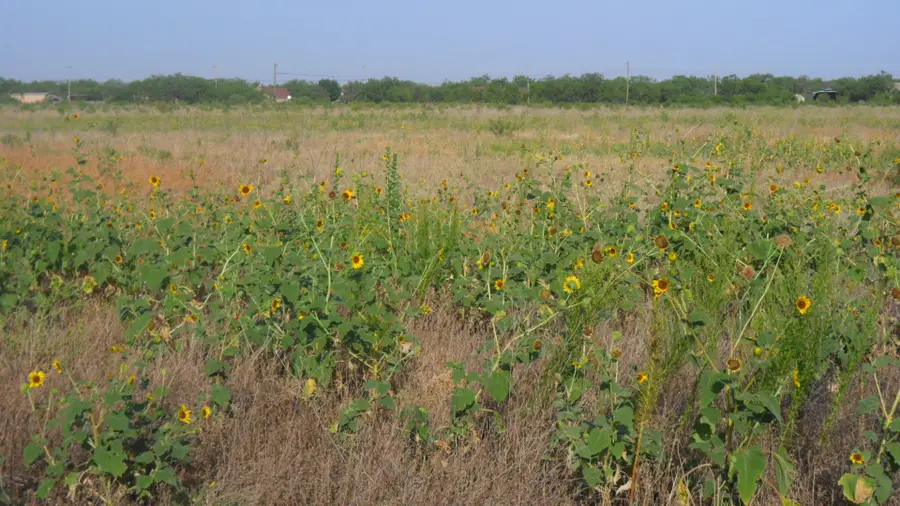 TBD FM1750 Fm 1750, Abilene, TX 79602 - Image #2