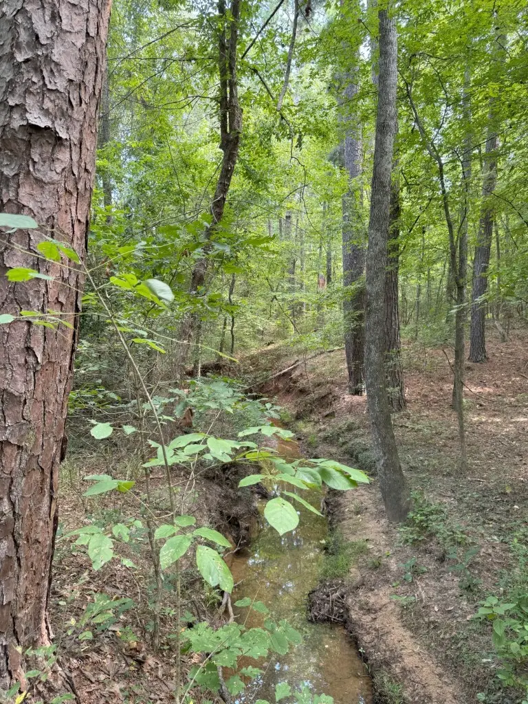 TBD County Road 3163, Laneville, TX 75667 - Image #2